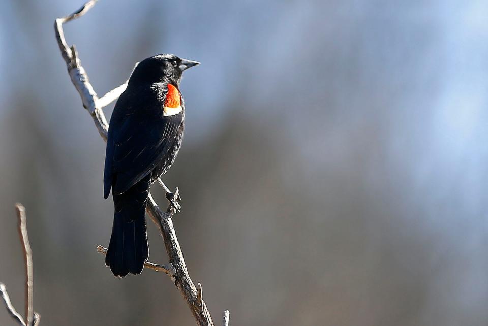 A red-winged blackbird is seen perched on a branch alongside the road on Township Road 1153 on Thursday, Feb. 23, 2023. TOM E. PUSKAR/ASHLAND TIMES-GAZETTE