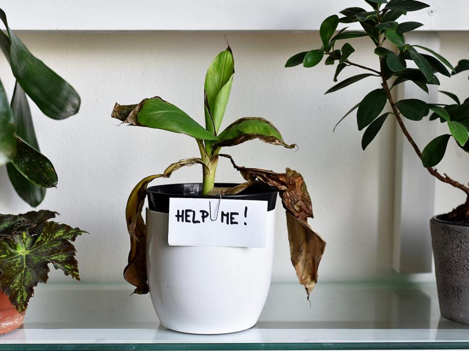 A stock image shows a stressed houseplant with a note reading "help me" pinned to its pot.