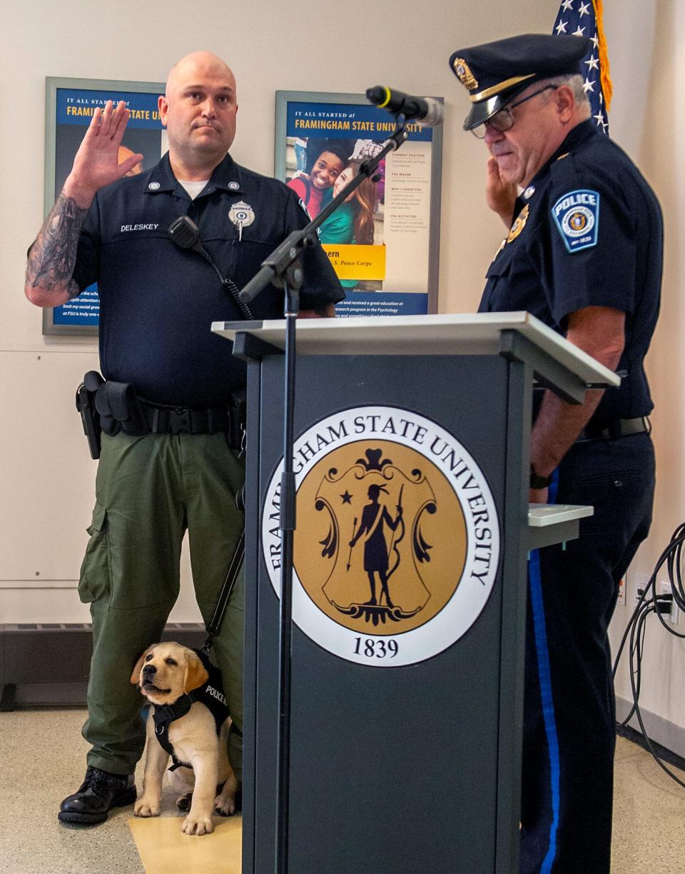 Ramsey, a 13-week-old English Labrador retriever, was sworn in as the first comfort care K9 at Framingham State University, July 6, 2023. From left, FSU police Cpl. Shawn Deleskey, Ramsey and FSU Police Chief Martin Laughlin conduct the swearing-in in the Alumni Room of the McCarthy Center.
(Credit: Daily News and Wicked Local Staff Photo/Art Illman)