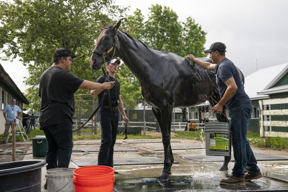 We the People is bathed after training before the 154th running of the Belmont Stakes horse race, Thursday, June 9, 2022, in Elmont, N.Y. (AP Photo/John Minchillo)