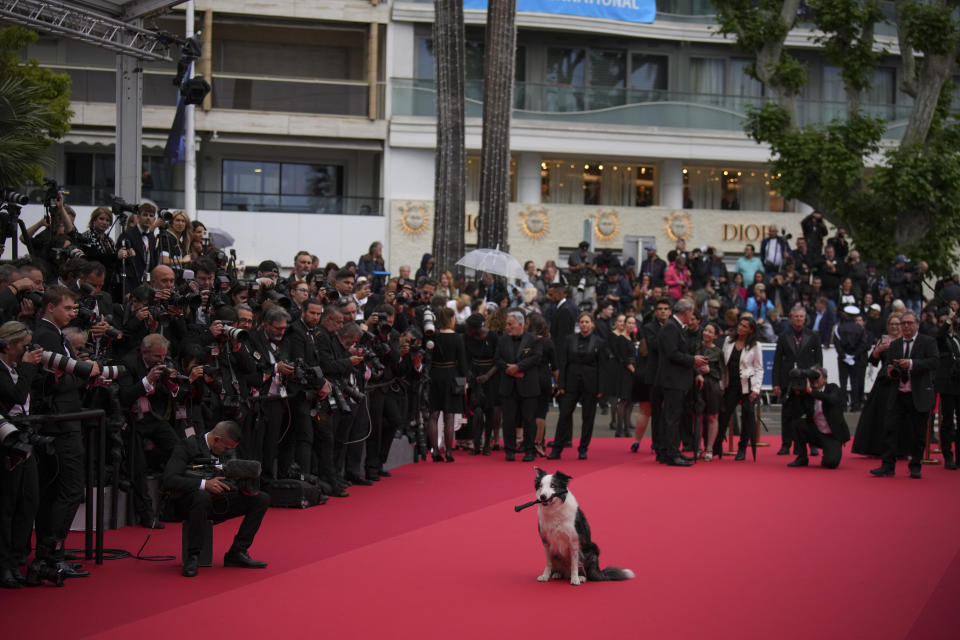 Messi the dog poses for photographers upon arrival at the awards ceremony and the premiere of the film 'The Second Act' during the 77th international film festival, Cannes, southern France, Tuesday, May 14, 2024. (Photo by Daniel Cole/Invision/AP)