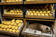 FILE PHOTO: A cat sleeps in a box in a mango shop in Bangkok, Thailand December 6, 2018. REUTERS/Jorge Silva/File Photo