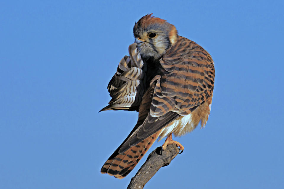 &ldquo;Quiet Please&rdquo; is a picture of a kestrel in Huntington Beach, California. (Photo: Mike Lessel/Comedy Wildlife Photo Awards 2020)