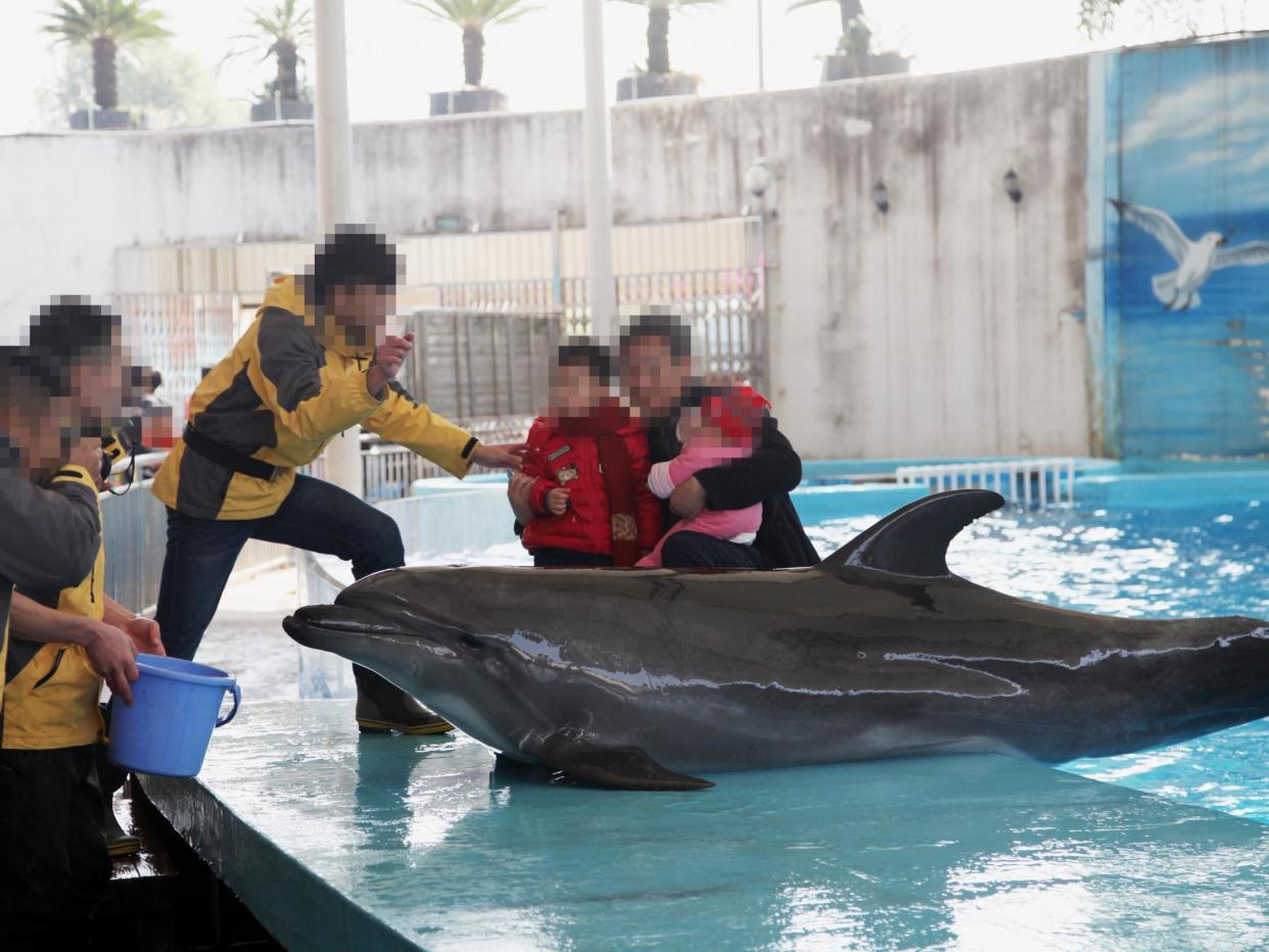 Visitors pose for photos with a live dolphin at an enterainment park in China: World Animal Protection