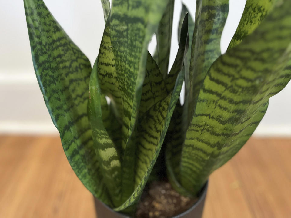 A snake plant is seen on Thursday, May 25, 2023, in Moorestown, N.J. Social media posts are sharing a false claim that NASA issued a study about the number of snake plants needed to provide life-saving oxygen in a room without airflow. (AP Photo/Angelo Fichera)