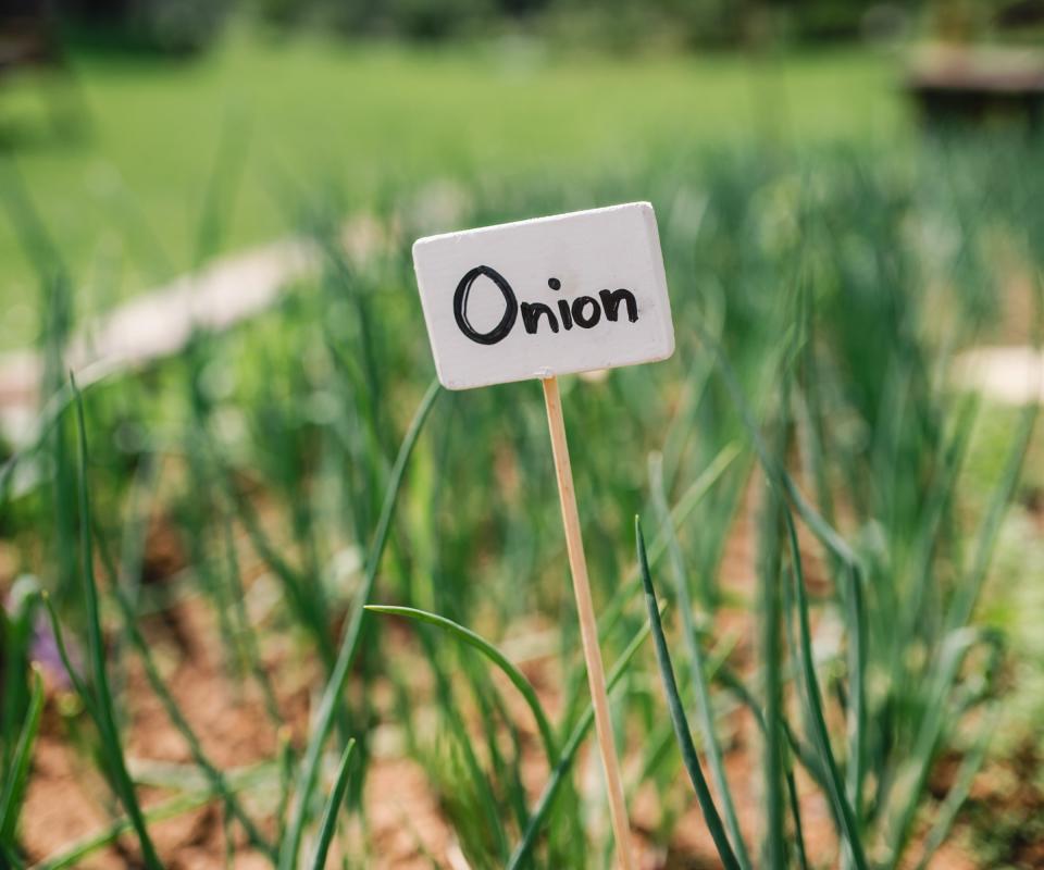 A label saying onions next to a crop of onions in a vegetable garden