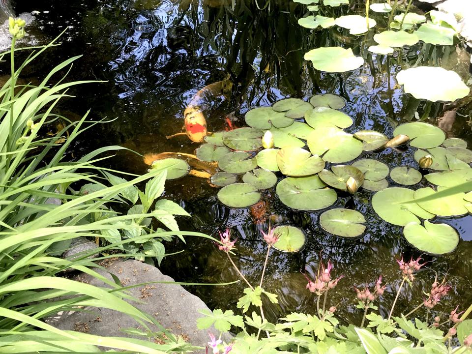 Koi fish are spotted in Ann Ritterbusch’s shady garden in Newport’s Point section in 2019.