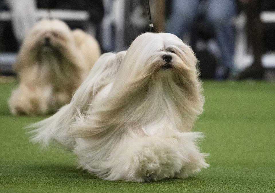 Lhasa Apso's compete during the 144th Westminster Kennel Club dog show, Monday, Feb. 10, 2020, in New York. (AP Photo/Mark Lennihan)