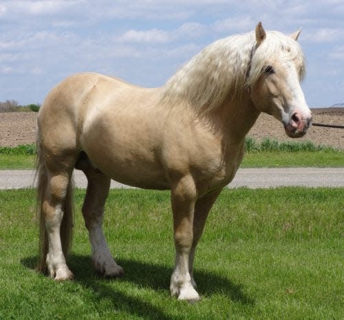 Ackerman's Million Dollar Max of Michigan is a good example of the American Cream Draft Horse breed.