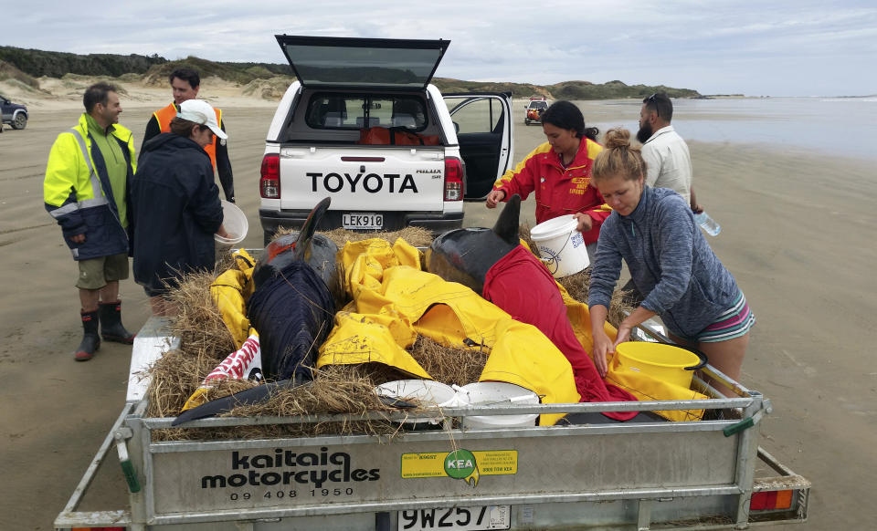 In this Monday, Nov. 26, 2018 photo, rescuers keep two pygmy killer whales wet after they were transported to Rarawa Beach from Ninety Mile Beach after they and eight others were stranded on Sunday, Nov. 25 in the far north of the North of New Zealand. Conservation workers and volunteers in New Zealand have managed to refloat six stranded whales Tuesday, Nov. 27. 2018 and are hoping they will soon swim away into deeper water. (Department of Conservation via AP)