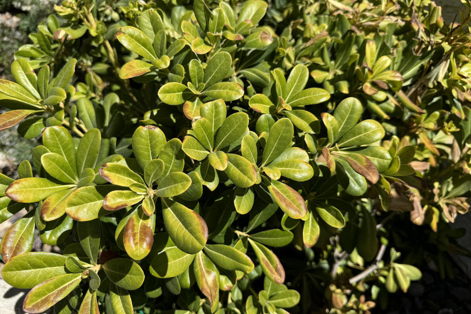 Sun burnt leaves of a fake orange bush, seen on 23rd August. Brown patches indicate where the tissue has been damaged. (Denise Chow/NBC)