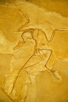 <span class="caption">Paleontologists consider the Archeopteryx, a fossil of which was found in Darwin’s lifetime, the transitional form between dinosaurs and birds.</span> <span class="attribution"><a class="link " href="https://www.shutterstock.com/image-photo/archeopteryx-8862418" rel="nofollow noopener" target="_blank" data-ylk="slk:Shutterstock;elm:context_link;itc:0;sec:content-canvas">Shutterstock</a></span>