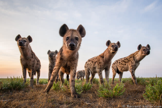 A clan of inquisitive spotted hyenas photographed with a remote-control camera in Liuwa Plain National Park, Zambia. Hyenas in Liuwa vastly out-number other predators and this has made them extremely bold. The also form large clans of up to 50 animals! I often found the hyenas would stroll right up to my camera to investigate it! Spotted hyena (Crocuta crocuta) Liuwa Plain National Park, Zambia (Photo courtesy of Will Burrard-Lucas)