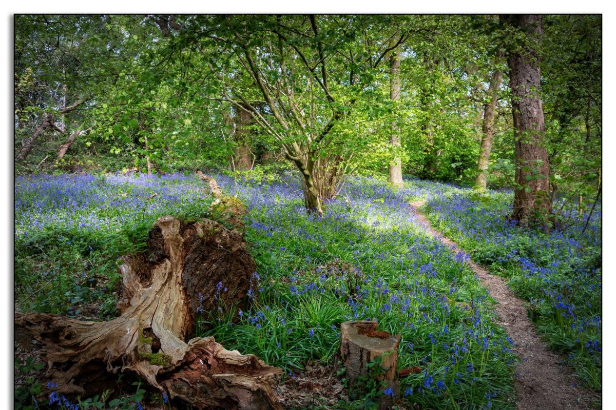 Bluebell Cottage Gardens by Jayne Jones