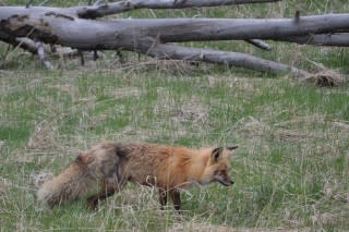 Scenes from Yellowstone National Park, May 2015 [photo: John C. Briggs]