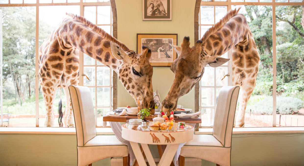 From having breakfast with giraffes to sleeping in a hotel out of ice, these are the hotels to add to your bucket list in 2020. [Photo: Giraffe Manor]