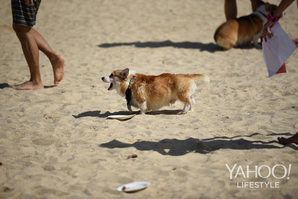 Corgi Gathering at Tanjong Beach