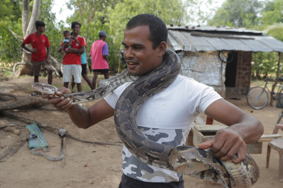 A Sri Lankan Telugu man Timmannage Saman stands with a python around him as he checks his serpents outside his dwelling in Nachchikulama, Sri Lanka, Wednesday, June 17, 2020. Sri Lanka's Telugu community, whose nomadic lifestyle has increasingly clashed with the modern world, is facing another threat that could hasten its decline: the COVID-19 pandemic. (AP Photo/Eranga Jayawardena)