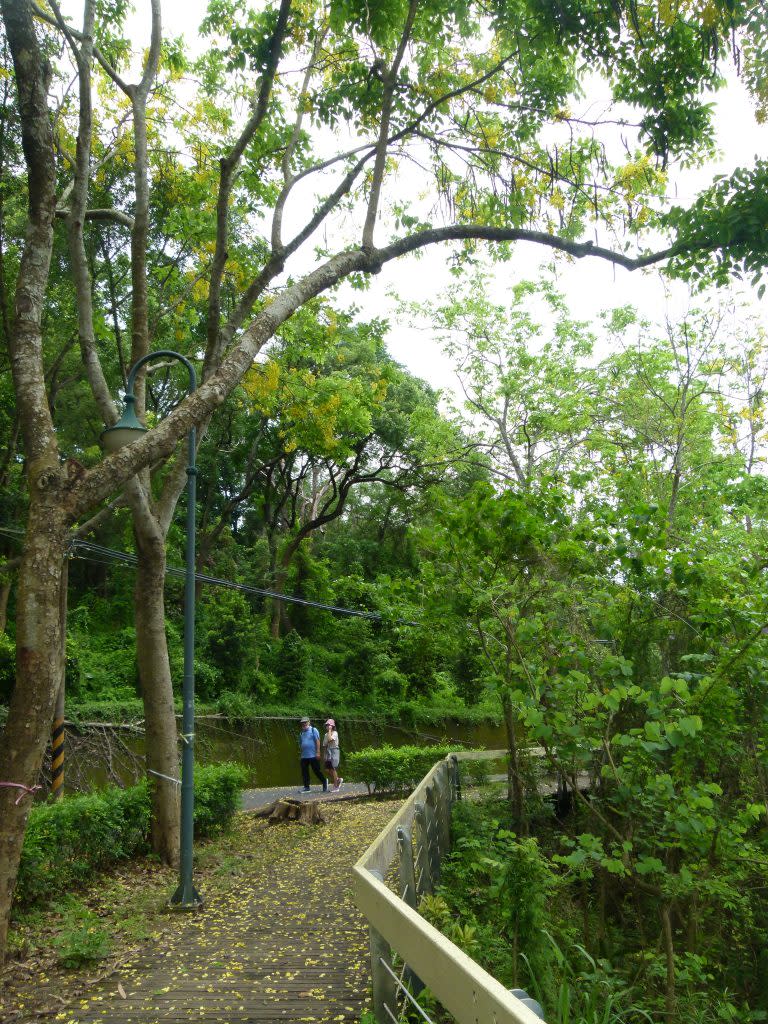 虎頭埤的阿勃勒今年花開遲了點，如今美景正盛。（記者張淑娟攝）