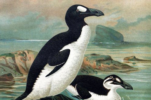 <span class="caption">The now extinct great auk.</span> <span class="attribution"><a class="link " href="https://commons.wikimedia.org/wiki/File:Keulemans-GreatAuk.jpg" rel="nofollow noopener" target="_blank" data-ylk="slk:John Gerrard Keulemans;elm:context_link;itc:0;sec:content-canvas">John Gerrard Keulemans</a></span>