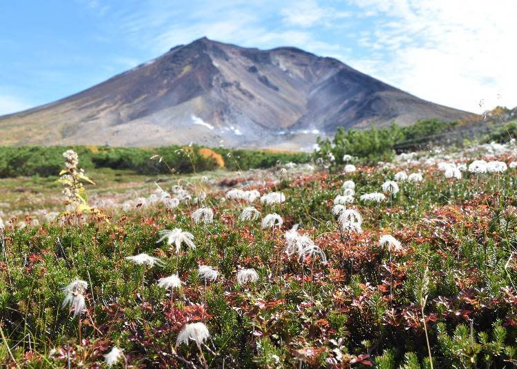 9月初就能在旭岳欣賞紅葉風景（照片拍攝：吉田匡和）