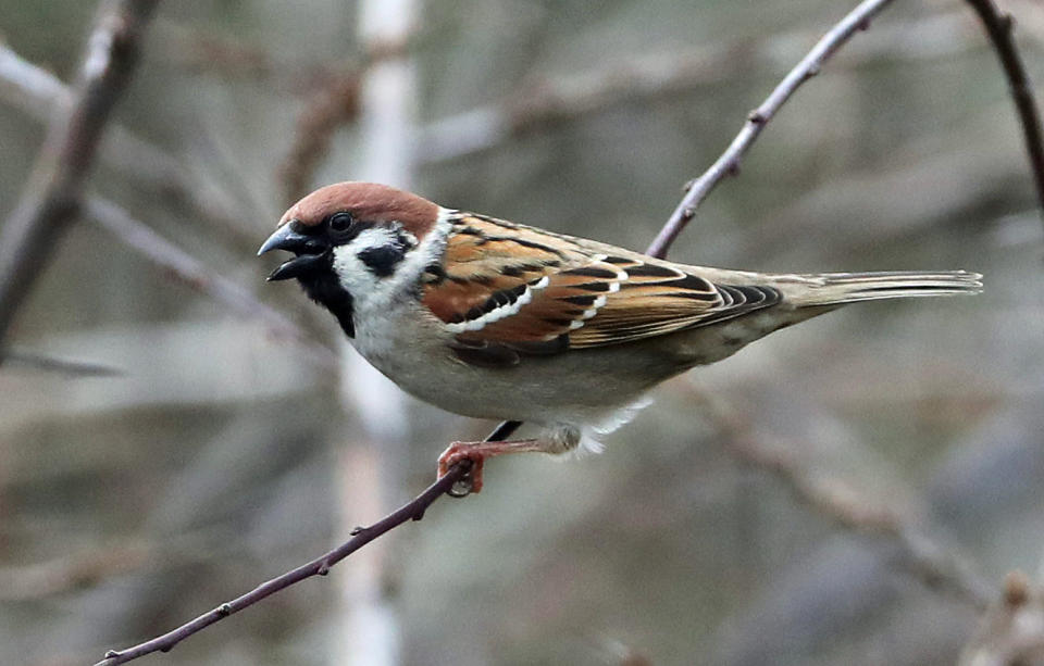 Rare tree sparrow comeback