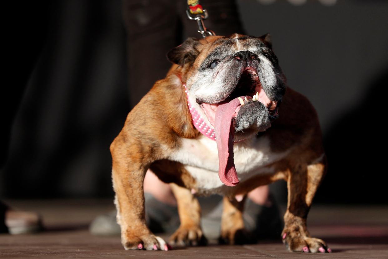 Zsa Zsa was crowned the winner of the Worlds Ugliest Dog contest: EPA