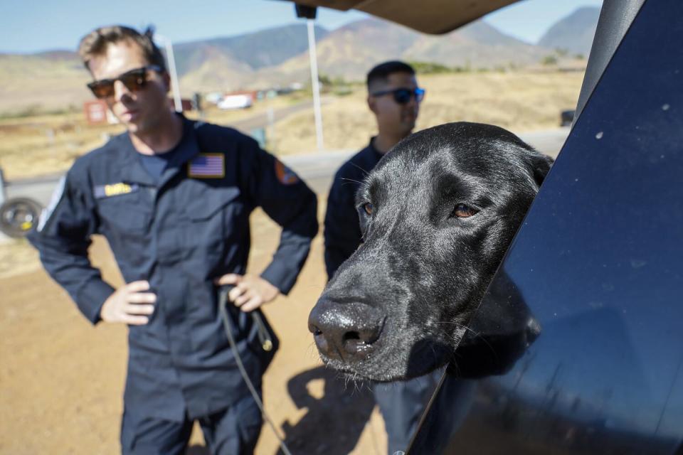 Harper, a cadaver dog, peeks out from the back of a vehicle.