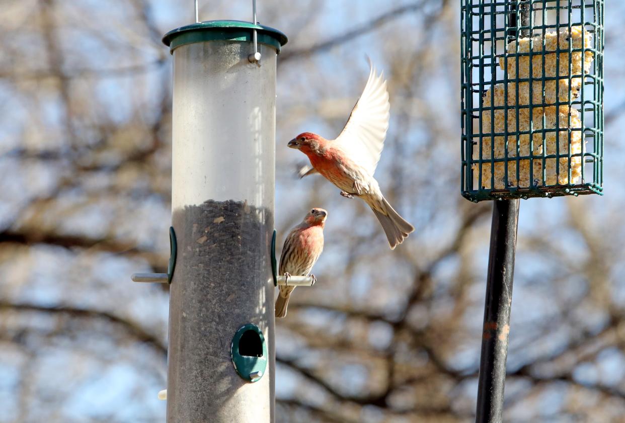 The first arrivals of hummingbirds can be spotted as early as February in parts of the southern U.S., while areas in the north, like Rochester, can expect to start seeing them later on in the spring months.