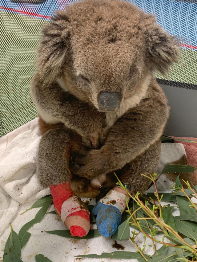 Video of firefighter giving water to thirsty koala goes viral