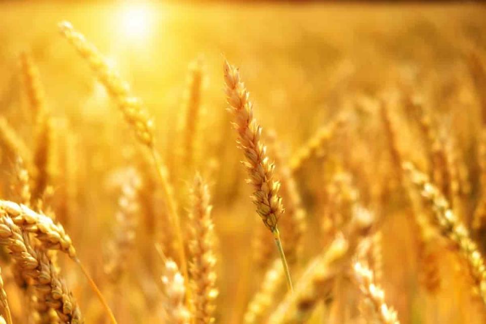dónde se cultivó por primera vez el trigo en América