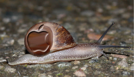 snail 