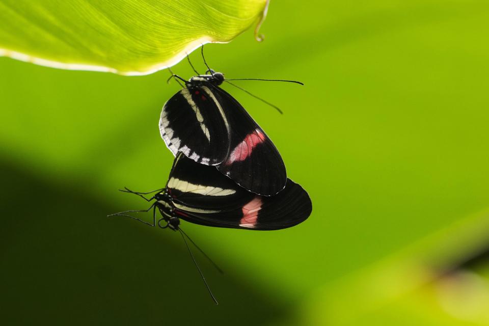 Heliconius Melpomene butterflies mate at the greenhouse of the Museo delle Scienze (MUSE), a science museum in Trento, Italy, Monday, May 6, 2024. The Butterfly Forest was created to bring public awareness to some of the research that MUSE is doing in Udzungwa Mountains to study and protect the world’s biodiversity against threats such as deforestation and climate change. (AP Photo/Luca Bruno)