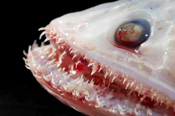 Los peces lagarto de aleta alta son depredadores de aguas profundas que tienen la boca llena de dientes largos y afilados.