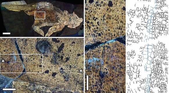 Psittacosaurus Fossil Showing Umbilical Scar