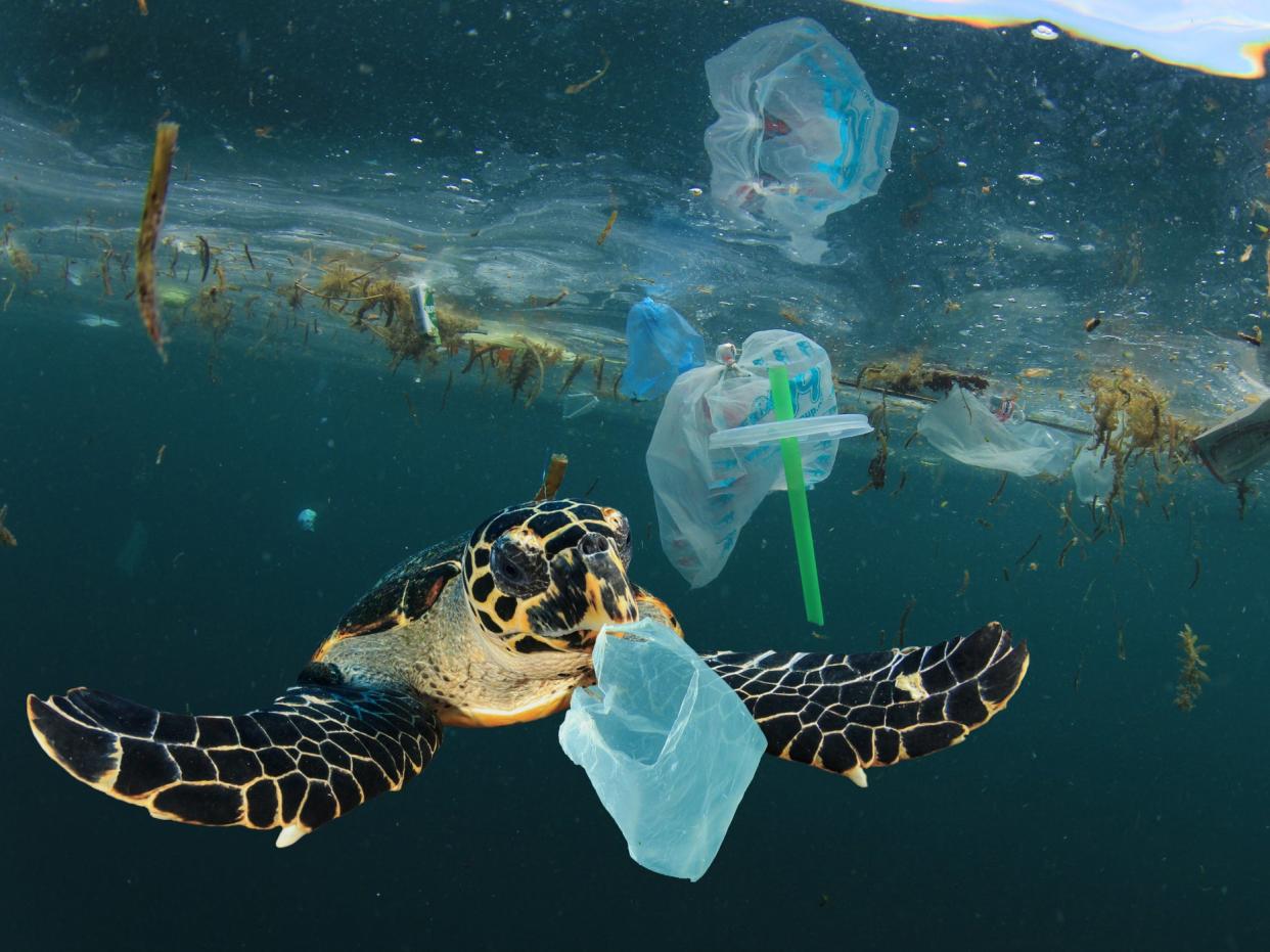 <p>Animals such as turtles will eat plastic waste, mistaking it for food</p> (Getty Images/iStockphoto)