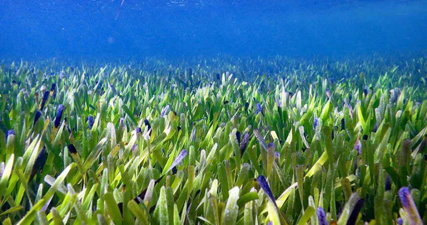 澳洲西海岸發現「地球上最大植物」。（圖／翻攝自澳洲西澳大學網頁）