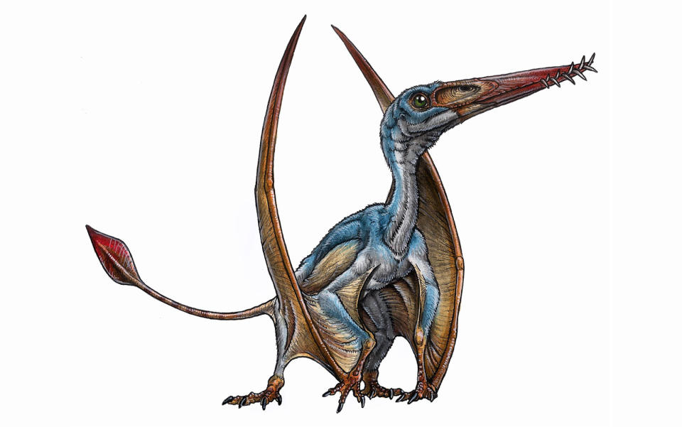 A drawing of the newly discovered species of pterosaur. Sweet dreams.