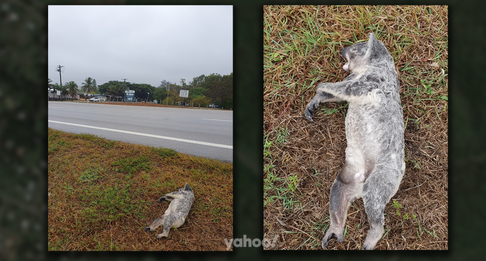 Two images of the dead koala.