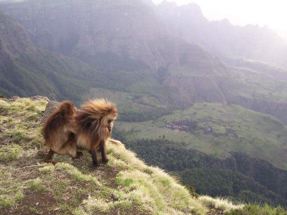 A relaxed gelada male stares down over the cliff edge as one of his many females grooms him. Down below, over a hundred gelada monkeys are slowly making their way to the top of the plateau in Ethiopia's Simien Mountains National Park.