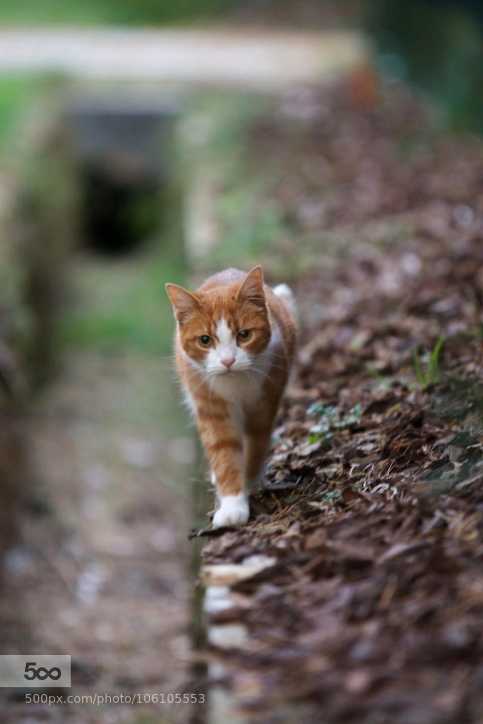 "This cat was sneaking up to me after a fight with another cat so I quickly took out my 70-200 and grabbed this shot."