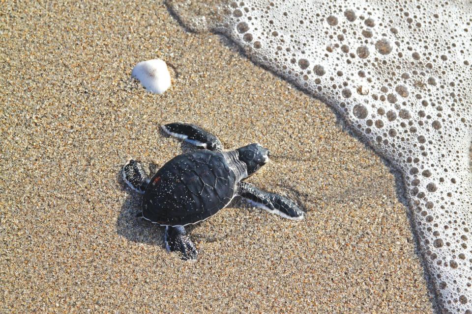 A sea turtle hatchling makes its way into the sea.