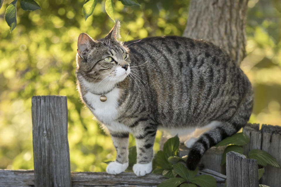 Gato jugando en el jardín 