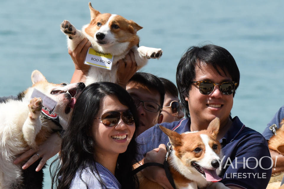 Corgi Gathering at Tanjong Beach