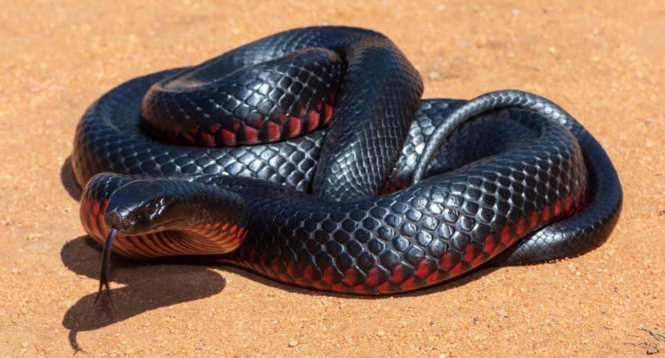 A picture of a red-bellied black snake on the sand. 