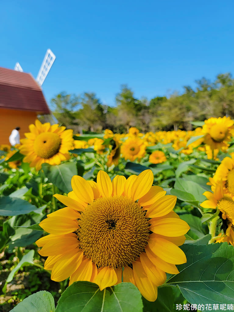 屏東｜新埤鄉綜合休閒公園