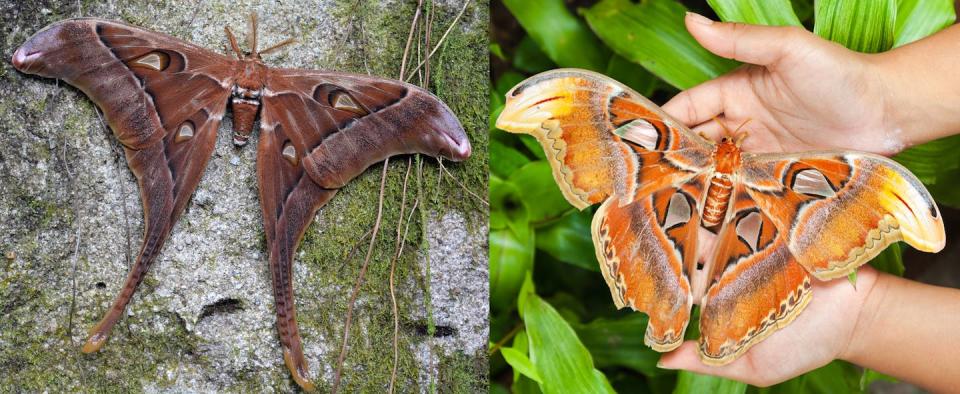 The Hercules moth (<em>Coscinocera hercules</em>), endemic to New Guinea and northern Australia, is claimed to be the world’s largest moth (left), but the atlas moth (genus <em>attacus</em>) also vying for that title (right). ChameleonsEye and Cocos.Bounty, Shutterstock