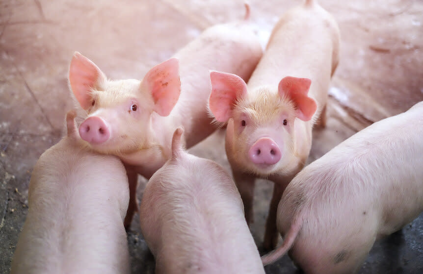 Piglet In Local Farm