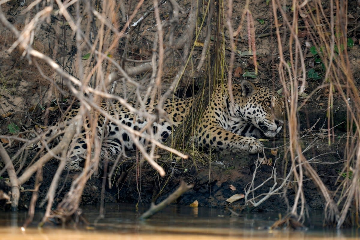 A jaguar rests in an area recently scorched by wildfires at the Encontro das Aguas park in the Pantanal wetlands  (AP)