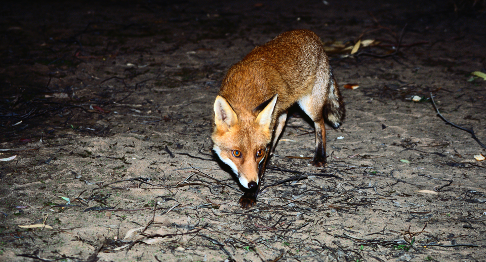 A red fox at night in Australia.